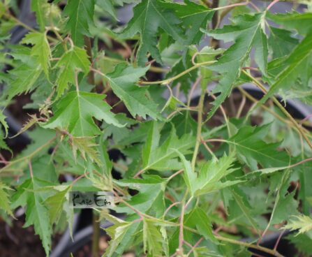 betula pendula`Dalecarlica` - arukask