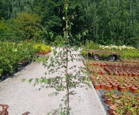 Betula pendula 'Dalecarlica'- lühislehine arukas szmiti foto