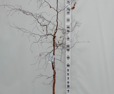 Betula pendula 'Spider Alley'-arukask Szmiti foto