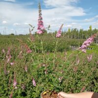 Buddleja davidii PINK PANTHER 'RuttenBU2016'