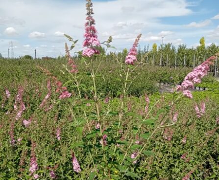 Buddleja davidii PINK PANTHER 'RuttenBU2016'
