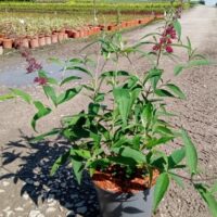 Buddleja davidii SUGAR PLUM 'Lonplum'
