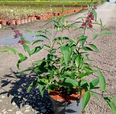 Buddleja davidii SUGAR PLUM 'Lonplum'