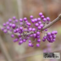 Callicarpa bodinieri `Profusion`-iluviljak
