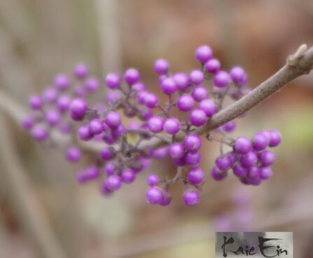 Callicarpa bodinieri `Profusion`-iluviljak