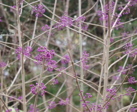 Callicarpa bodinieri `Profusion`-iluviljal