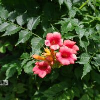 Campsis radicans ´Flamenco´ -roniv trompetiõis
