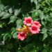 Campsis radicans ´Flamenco´ -roniv trompetiõis