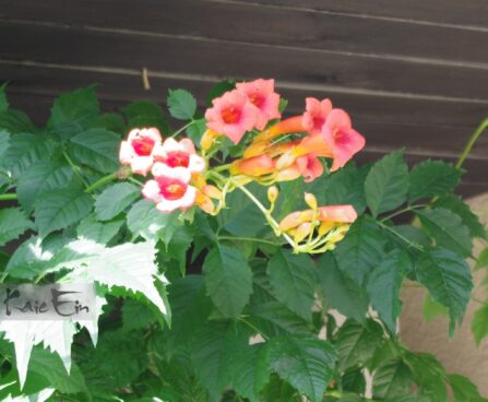 Campsis radicans ´Flamenco´ -roniv trompetiõis3