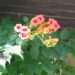 Campsis radicans ´Flamenco´ -roniv trompetiõis3
