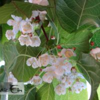 actinidia -aktiniidia õied