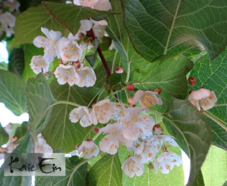 actinidia -aktiniidia õied