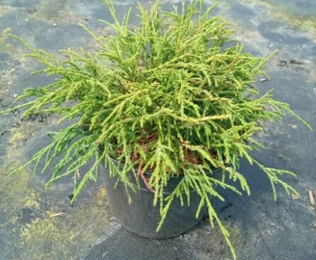 Chamaecyparis pisifera 'Filifera Nana' szmiti foto
