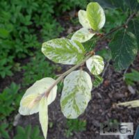 har. põõk aureomarginata Foto Kaie Ein