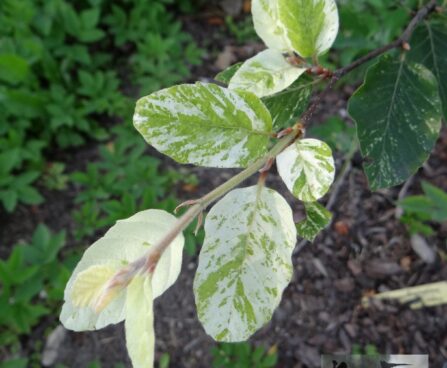 har. põõk aureomarginata Foto Kaie Ein