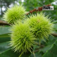 Castanea sativa- harilik kastanipuu