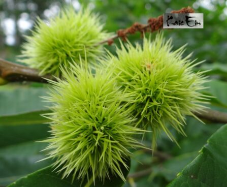 Castanea sativa- harilik kastanipuu