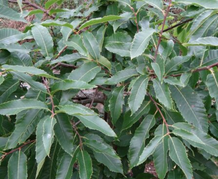 Castanea sativa- harilik kastanipuu.lehed