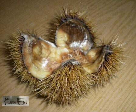 Castanea sativa- harilik kastanipuu vili
