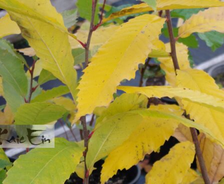 hariliku kastani sügisvärv Foto Kaie Ein