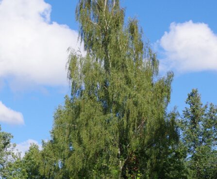 betula pendula `Dalecarlica`-arukask 3