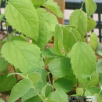 Celtis occidentalis-läänetseltis 4