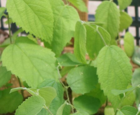 Celtis occidentalis-läänetseltis 4