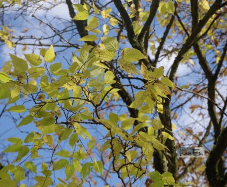 Celtis occidentalis-läänetseltis sügisvärv