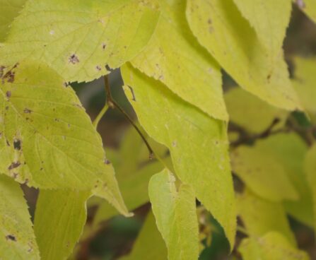Celtis occidentalis-läänetseltis 3