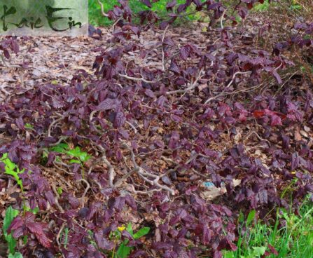 Corylus avellana `Red Majestic`-sarapuu