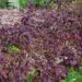 Corylus avellana `Red Majestic`-sarapuu