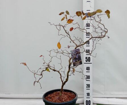 Corylus avellana `Red Majestic`-har. sarapuu