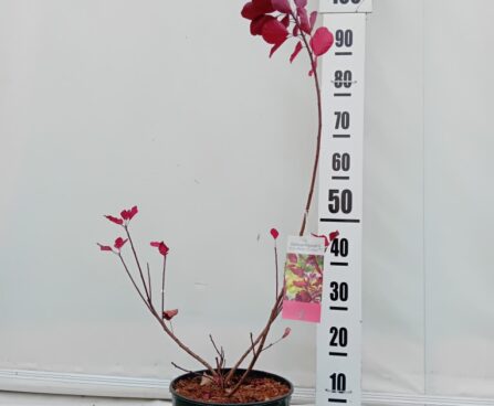 Cotinus coggygria DUSKY MAIDEN 'Londus'-har. parukapuu szmiti foto