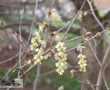 Corylopsis spicata-ebasarapuu õied