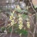 Corylopsis spicata-ebasarapuu õied