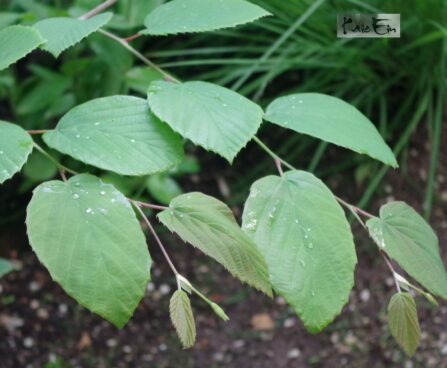 Corylopsis spicata-ebasarapuu lehed