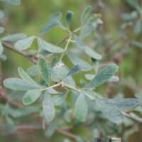 Halimodendron halodendron-soolapuu lehed