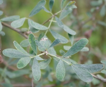 Halimodendron halodendron-soolapuu lehed