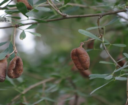 ‬Halimodendron halodendron-soolapuu1