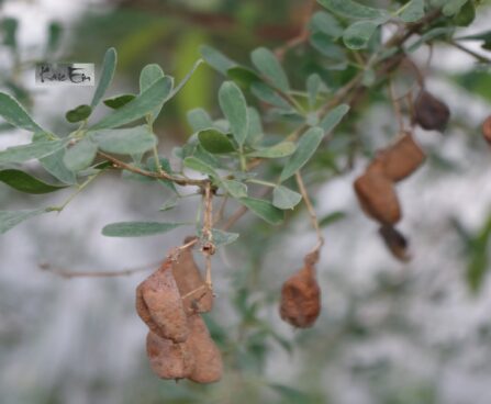 Halimodendron halodendron-soolapuu2