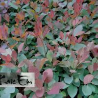 Cotinus`Crace`-parukapuu