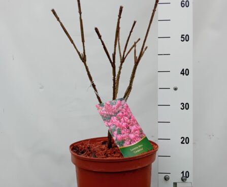 Euonymus alatatus `Compactus` tiivuline kikkapuu Szmit