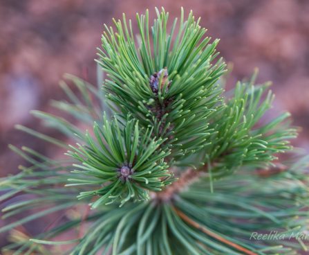 1706_6637_Pinus_mugo_Pal_Maleter_.JPG