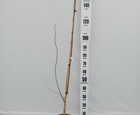 Corylus avellana `Burgundy Lace` harilik sarapuu Szmit