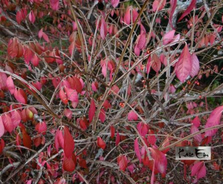 Euonymus alatus `Compactus`-tiivuline kikkapuu