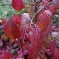 Euonymus alatus `Fire ball` -kikkapuu