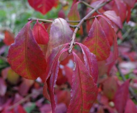 Euonymus alatus `Fire ball` -kikkapuu