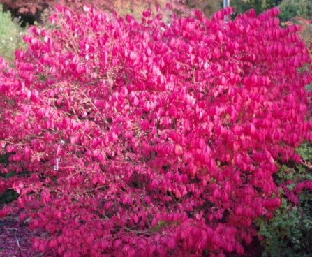 Euonymus alatus-tiivuline kikkapuu `Compactus`