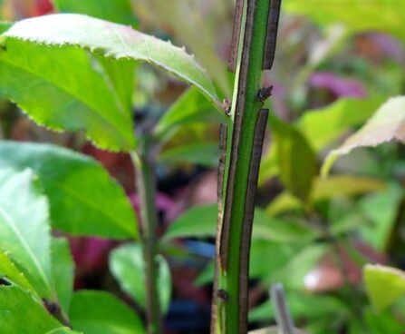 Euonymus alatus -tiivuline kikkapuu