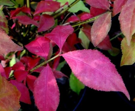 Euonymus alatus-kikkapuu `Fireball` foto Kaie Ein